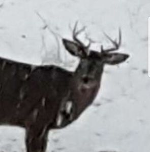 Meet your Posher, Thaxton